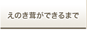 えのき茸ができるまで